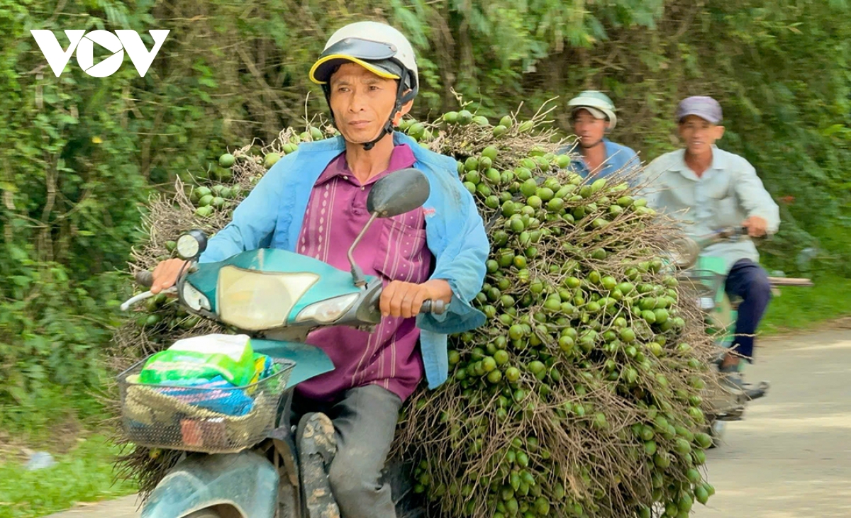 Giá cau ở miền Trung chững lại do thương lái Trung Quốc dè chừng